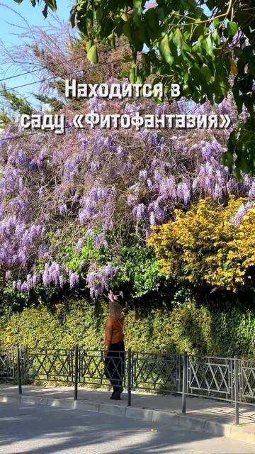 Глициния в Сочи расцвела 😍 #природа #абхазия #гидабха? смотреть онлайн