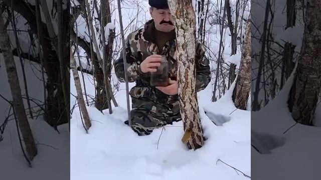 Как правиль собирать березовыи сок смотреть онлайн