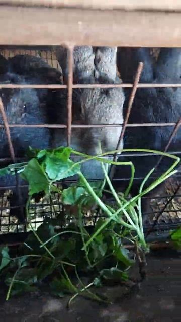 Тепло и трава еще есть ...#осень2023 #образование #подпиши смотреть онлайн