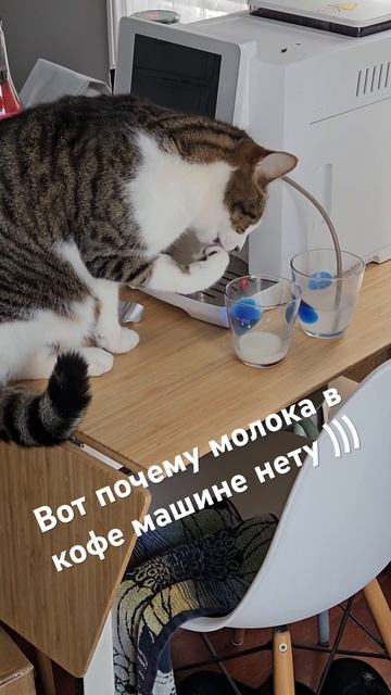 Котик Амлет) куда пропадает молоко из кофемашины )) #ко?