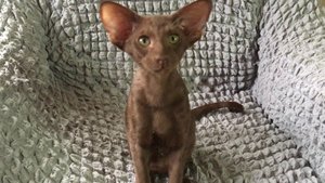 Шоколадный ориентальный котенок Макс