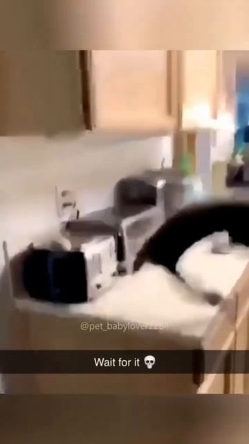 Приколы VS Тостер #приколысживотными #приколы #shorts смотреть онлайн