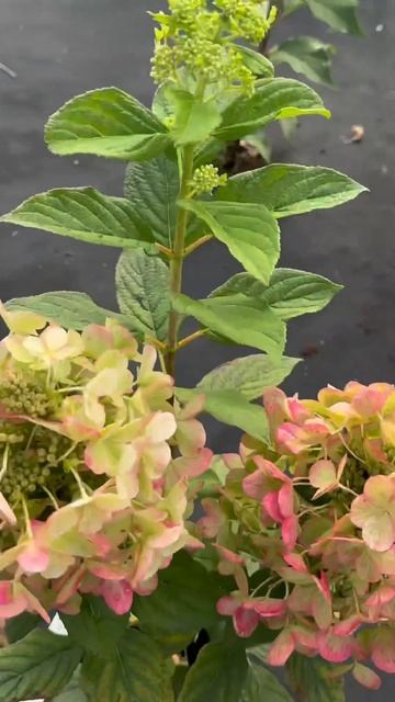 Чарівні зміни гортензії волотистої Panflora 😍 смотреть онлайн