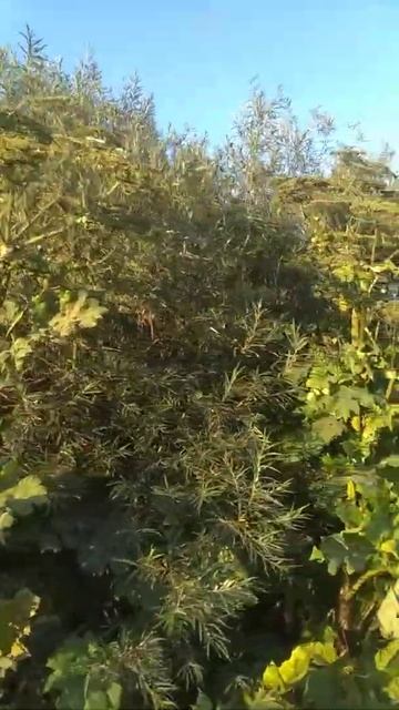 шок! шокирующие видео. борщевик три с лишним метра. выш смотреть онлайн