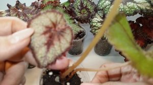 Излишки деток бегоний с градом, 😉