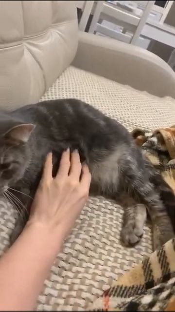 22.02.2021 - Котик Тостер уехал домой (видео из дома) смотреть онлайн