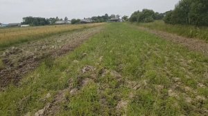 Сеем гречку