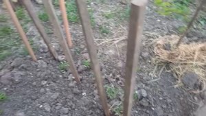 Работы около водоема. Медведка. Доброцен. Разные растишки.