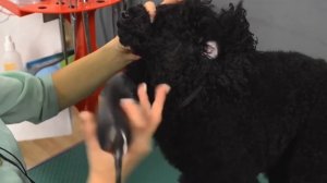 Как подготовить шерсть пуделя к стрижке?