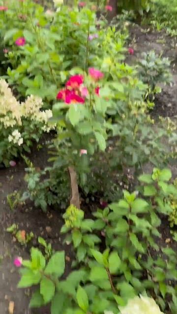 Гортензия Пастель Грин(на видео самая первая и послед? смотреть онлайн