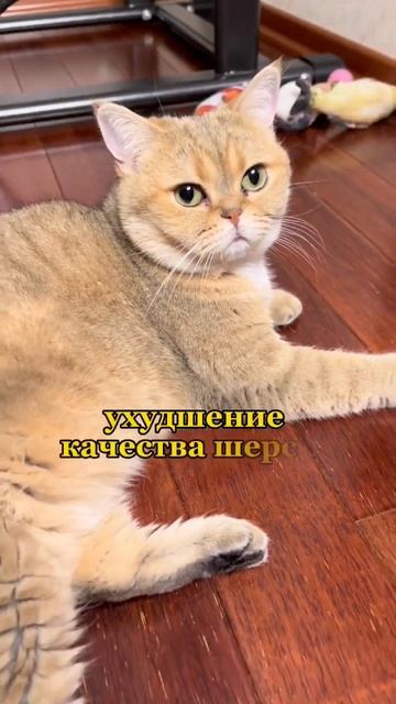 Стоит учесть, что если у кошки есть глисты, то вероятне смотреть онлайн