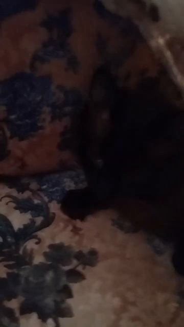 R.I.P А я не понял что вы делаете в моём холодильник? Куша смотреть онлайн