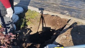 Готовим Посадочную Яму Для Гортензии Осенью.