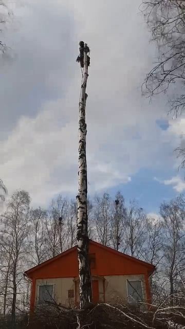 Хозяева очень благодарны за уничтожение живых деревь? смотреть онлайн