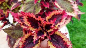 Колеусы в кашпо. Часть 3