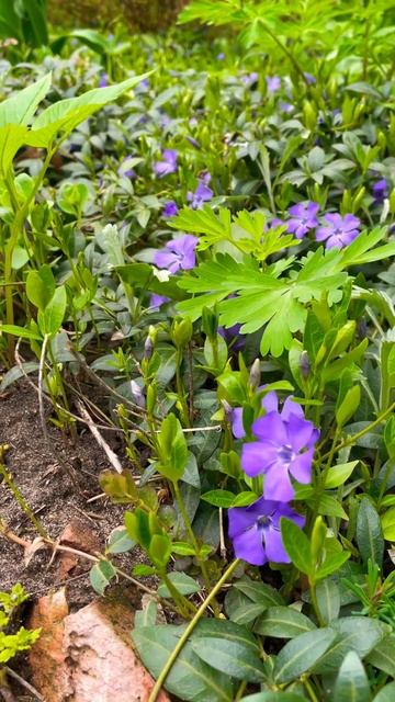 Барвинок малый #flowers #garden #flowers #garden #садоводничество #са