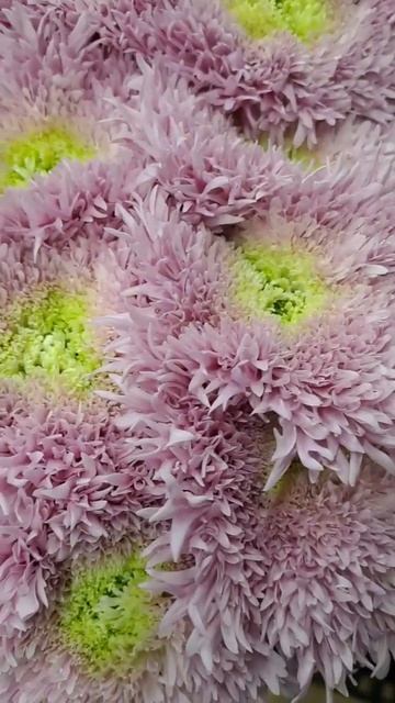 Астры... очень милые смотреть онлайн