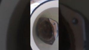 Очистка бойлера кофемашины от накипи. Чудо-средство!