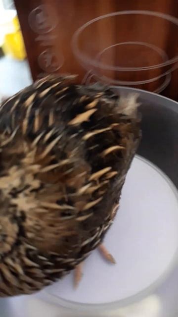 перепёлочка по имени Инстасамка.Вес 305-306 грамм смотреть онлайн