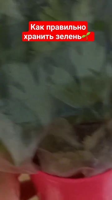 как правильно хранить зелень в холодильнике🌱 #shorts #shor смотреть онлайн
