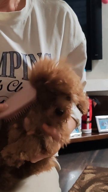 Меня сушат только феном Dyson.#тойпудель #тофик #собака #м смотреть онлайн