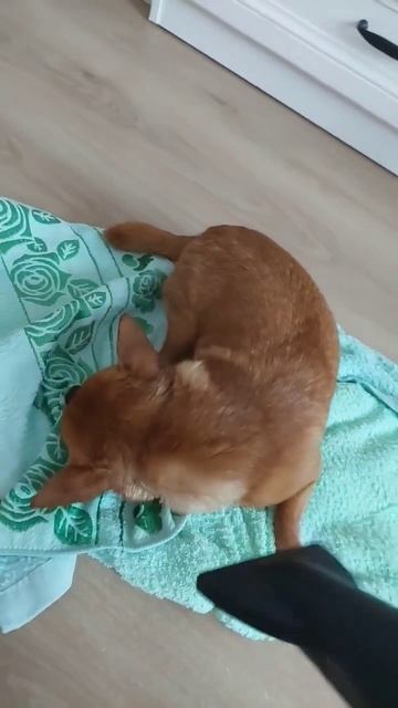 фен это любовь 💘 смотреть онлайн