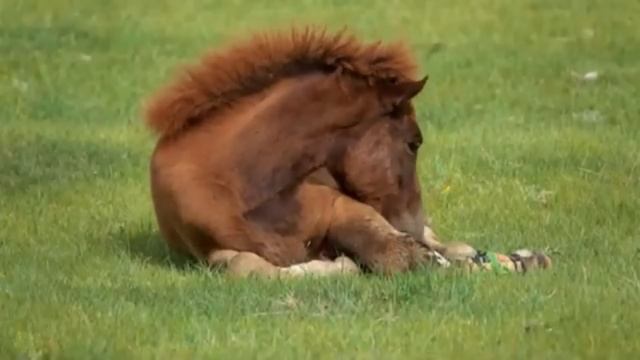 Это видео потрясло весь мир... Вы не поверите вот, что ж? смотреть онлайн