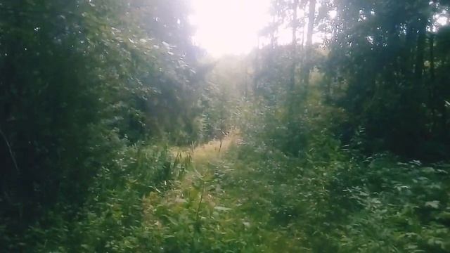 Прогулка по Карельскому лесу/ муз.В.Высоцкого "Здесь л? смотреть онлайн