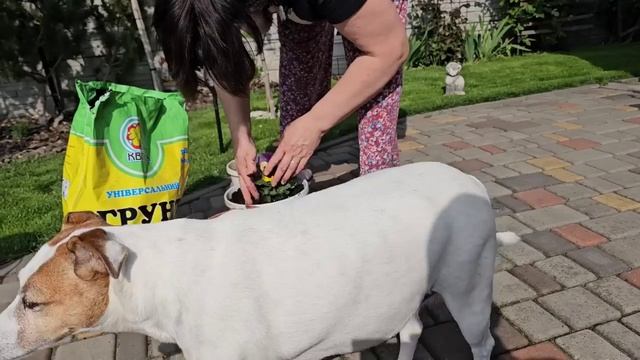 САМВЕЛ АДАМЯН, СЫТНИКИ, ПОЗДРАВИЛ С ДНЕМ МАТЕРИ..
