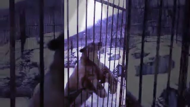 Прикол медведь смотреть онлайн