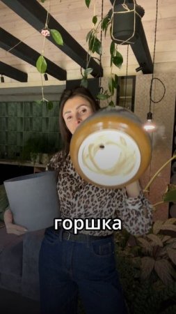 #комнатныерастения #фитодизайн #озеленение