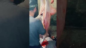 Куй суйиш жараёни парода гисар 4 тиш живой вес 110 кг чис