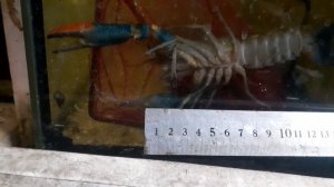 Австралийский  рак в аквариумах разведение.  спустя 9 м