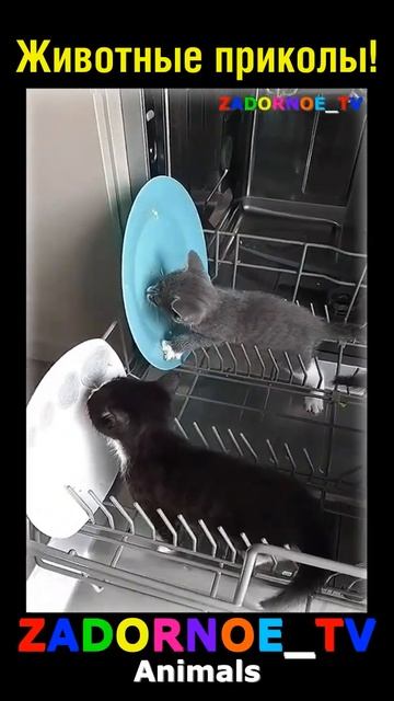 Посудомойка! #задорноетв #озвучка #ржака #юмор #прикол смотреть онлайн