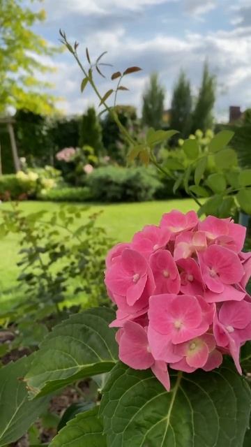 ГОРТЕНЗИЯ КРУПНОЛИСТНАЯ И ХВОЙНО-ЛИСТВЕННАЯ КОМПОЗИЦ смотреть онлайн