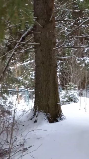 Вековые ели . смотреть онлайн