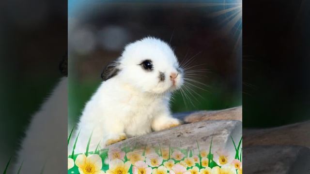 От Саиды и Раушан С Днём Рождения Жанна смотреть онлайн