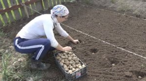6 соток 8 мая 2025 года. 1 часть. Сею второй хлеб...