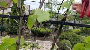 Урок по обрезке запущенного винограда в мае.