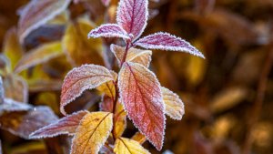 Более 10% посевов сахарной свеклы пострадало из-за заморозков