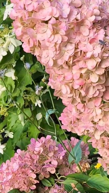 🌸🌸🌸гортензія волотиста Ваніла Фрайз / Vanille Fraise #сад? смотреть онлайн