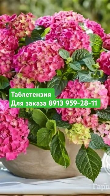 гортензия  Таблетензия  для заказа  ватцап  8913 959-28-11 смотреть онлайн