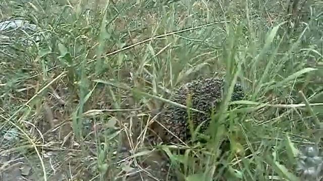 ёжик ёжик ты колючий смотреть онлайн