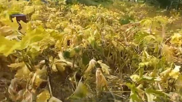 Борщевик после обработки гербицидом Торнадо 540