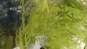 Аспарагус Племхозус  Asparagus Plumosu. Почему у Аспарагуса желтеют и опадают листочки.