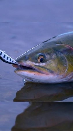 AVATAR  #norstream #fishing #рыбалка #spin #new #кольскийполуостров #russia