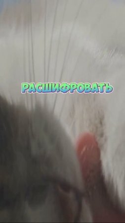 Безопасность кошки