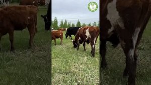 "Три девицы у ворот"
Новые коровушки сначала не поняли куда нужно идти)