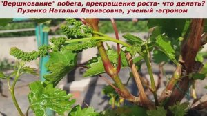 "Вершкование" побега винограда, когда  огромное соцветье останавливает рост лозы, коронка замирает.