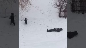 Есть кто живой? #смешноевидео#новыйгод#праздник